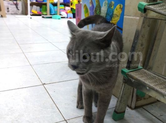 1 Yaşında Erkek Russian Blue görsel
