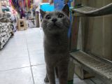 1 Yaşında Erkek Russian Blue