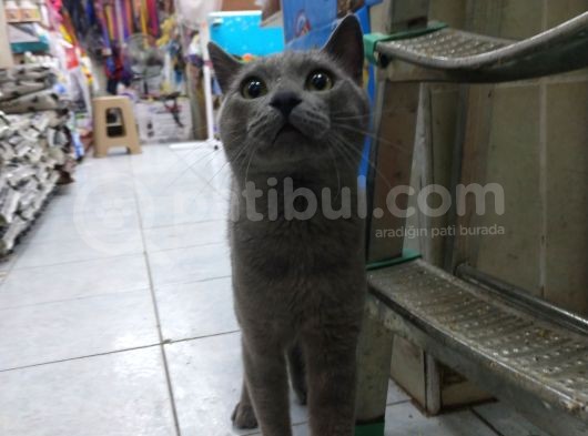 1 Yaşında Erkek Russian Blue görsel