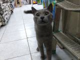 1 Yaşında Erkek Russian Blue
