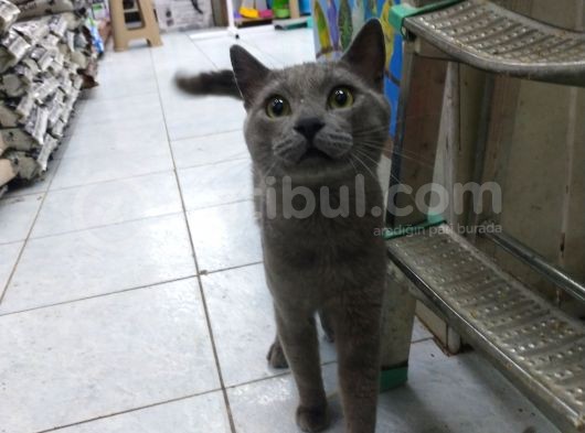 1 Yaşında Erkek Russian Blue görsel