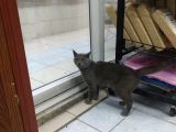 1 Yaşında Erkek Russian Blue