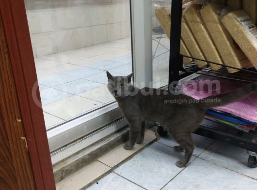 1 Yaşında Erkek Russian Blue görsel