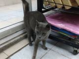 1 Yaşında Erkek Russian Blue