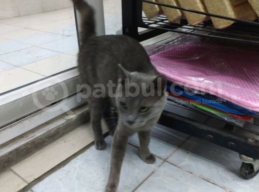 1 Yaşında Erkek Russian Blue