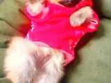 Pomeranian Boo Yavrular