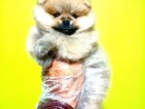Pomeranian Boo Yavrular