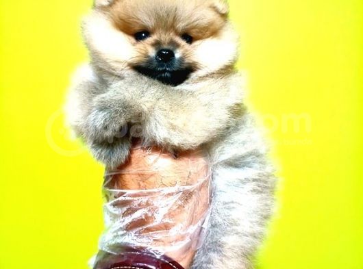 Pomeranian Boo Yavrular görsel