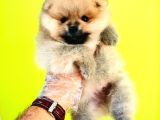 Pomeranian Boo Yavrular