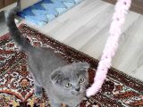 Safkan Bebiş