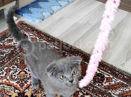 Safkan Bebiş görsel