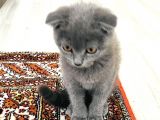 Safkan Bebiş