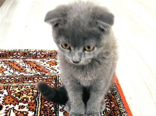Safkan Bebiş görsel