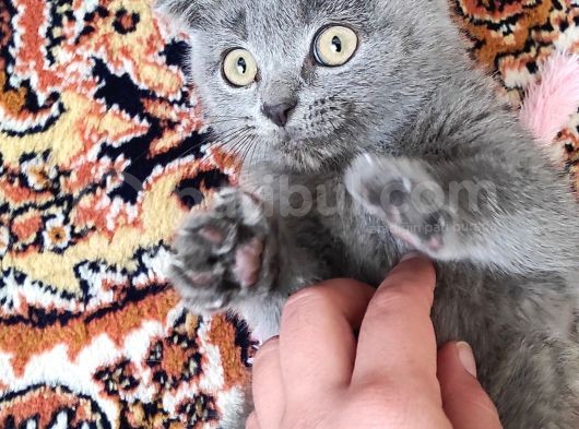 Safkan Bebiş