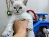 2 Aylık Erkek Bluepoint Kedi