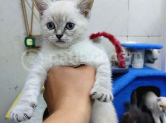2 Aylık Erkek Bluepoint Kedi görsel