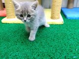 2 Aylık Erkek British Kedi