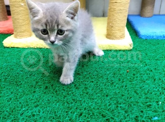 2 Aylık Erkek British Kedi görsel