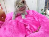2 Aylık Erkek British Kedi