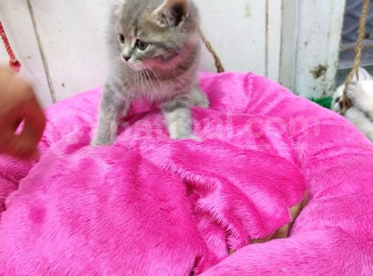 2 Aylık Erkek British Kedi görsel