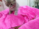 2 Aylık Erkek British Kedi