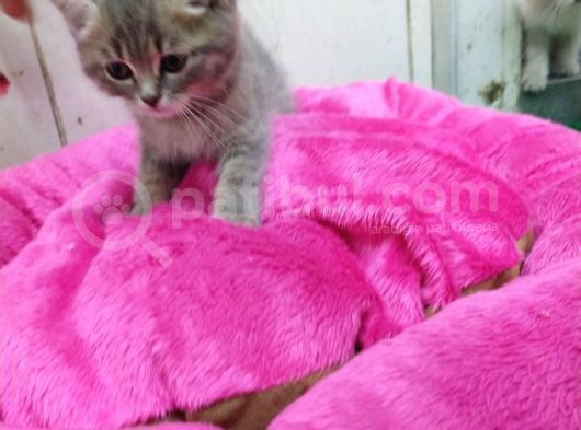 2 Aylık Erkek British Kedi görsel