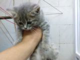 2 Aylık Erkek British Kedi
