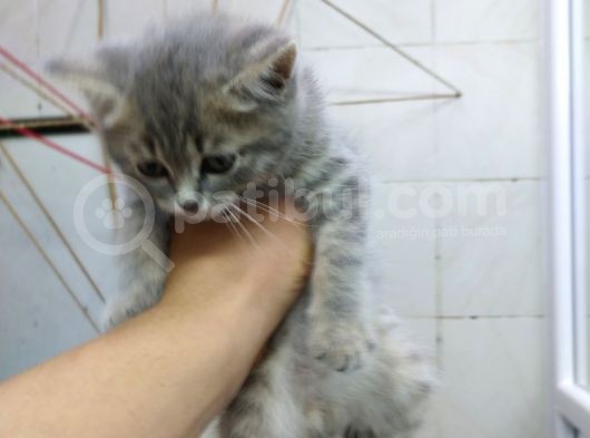 2 Aylık Erkek British Kedi görsel