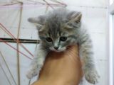 2 Aylık Erkek British Kedi