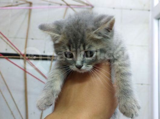 2 Aylık Erkek British Kedi
