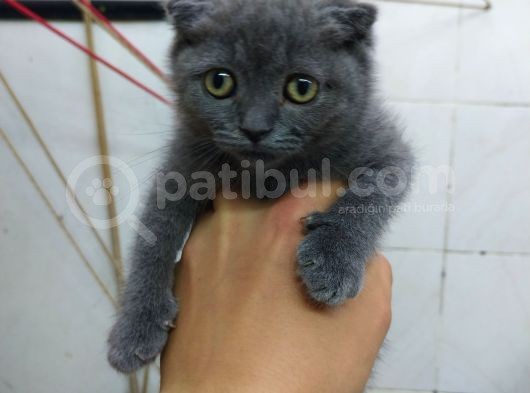 2 Aylık Dişi Scottish Kedi görsel