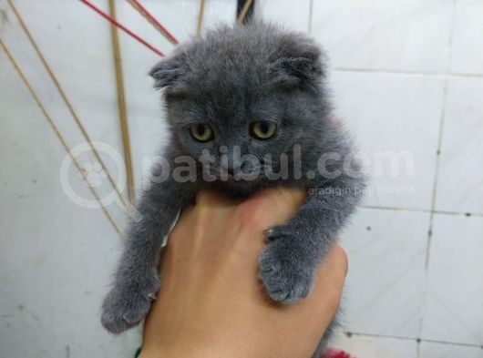 2 Aylık Dişi Scottish Kedi görsel