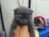 2 Aylık Dişi Scottish Kedi