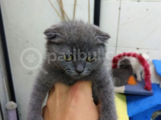 2 Aylık Dişi Scottish Kedi görsel