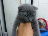 2 Aylık Dişi Scottish Kedi