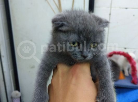 2 Aylık Dişi Scottish Kedi