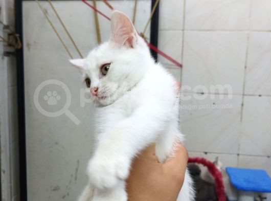 2 Aylık Erkek Beyaz Ankara Kedisi görsel