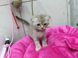 1.5 Aylık Dişi Scottish Kedi