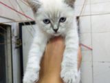 2 Aylık Erkek Bluepoint Kedi