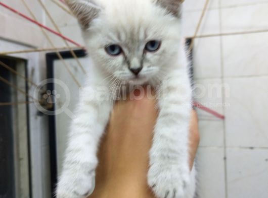 2 Aylık Erkek Bluepoint Kedi görsel