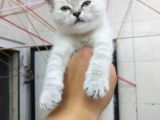 2 Aylık Erkek Bluepoint Kedi