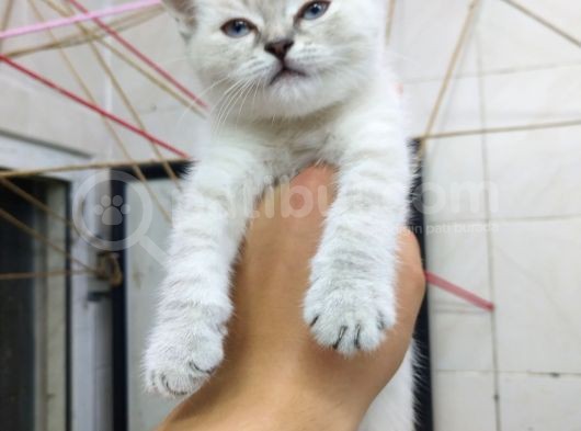 2 Aylık Erkek Bluepoint Kedi görsel