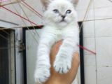 2 Aylık Erkek Bluepoint Kedi
