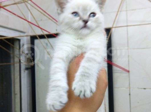 2 Aylık Erkek Bluepoint Kedi görsel
