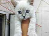 2 Aylık Erkek Bluepoint Kedi