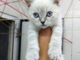 2 Aylık Erkek Bluepoint Kedi