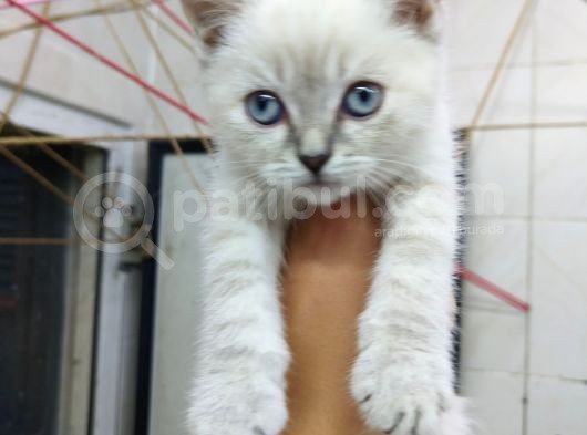 2 Aylık Erkek Bluepoint Kedi