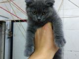 2 Aylık Dişi British Kedi
