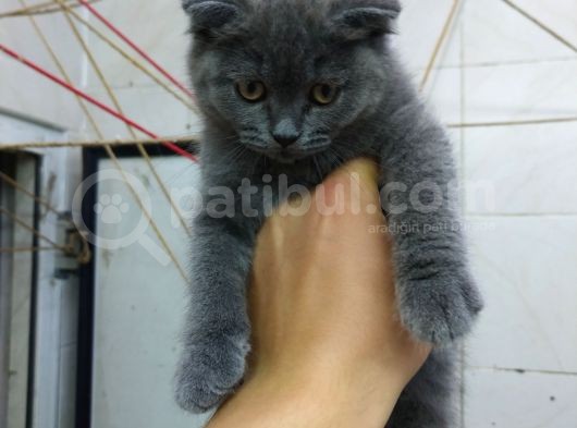 2 Aylık Dişi British Kedi görsel