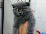 2 Aylık Dişi British Kedi